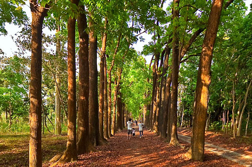 新威森林公園(新威苗圃)