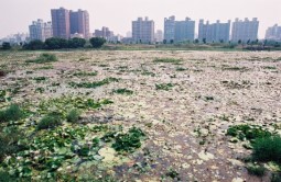 洲仔濕地公園